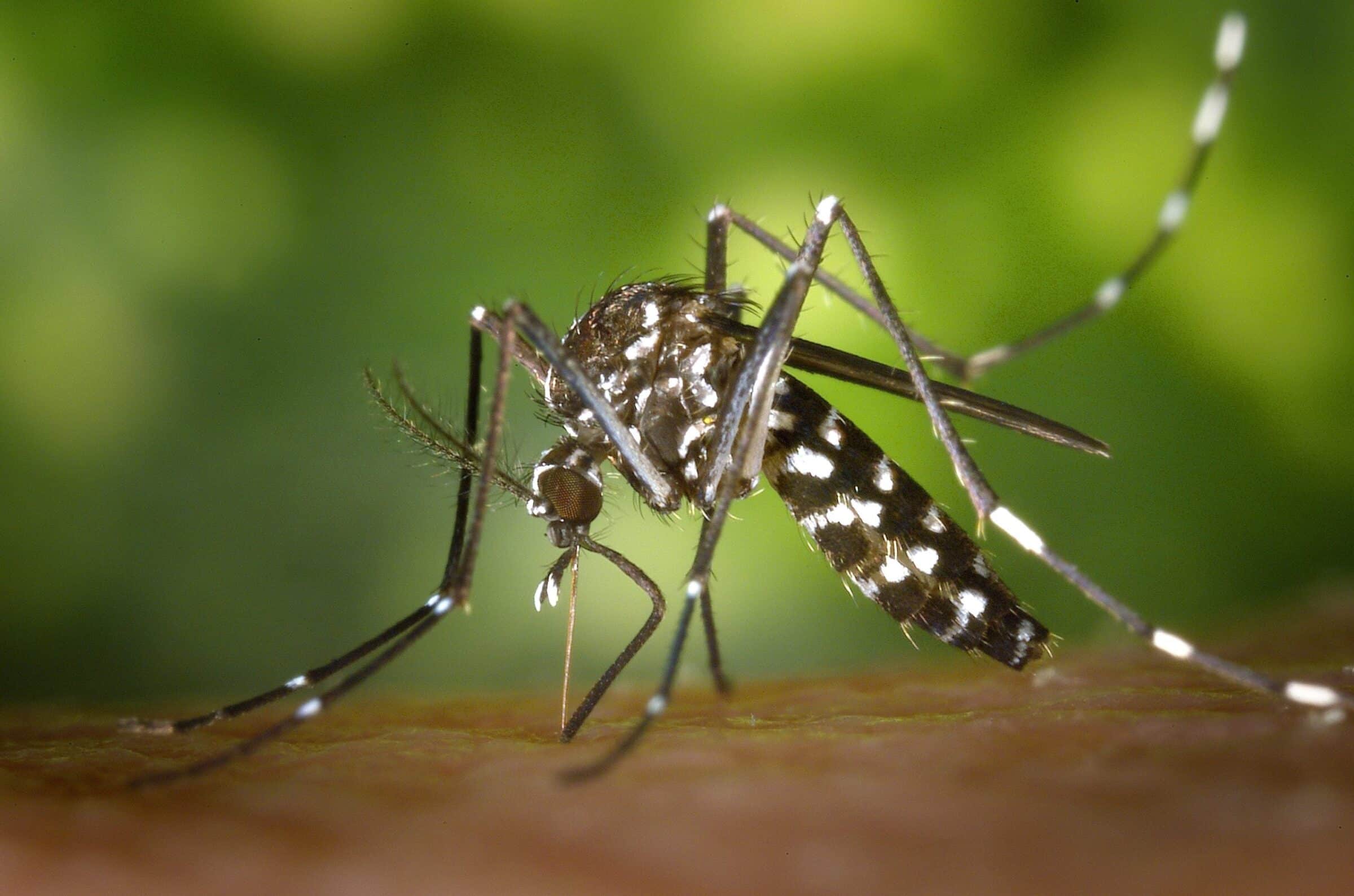 malaria in thailand