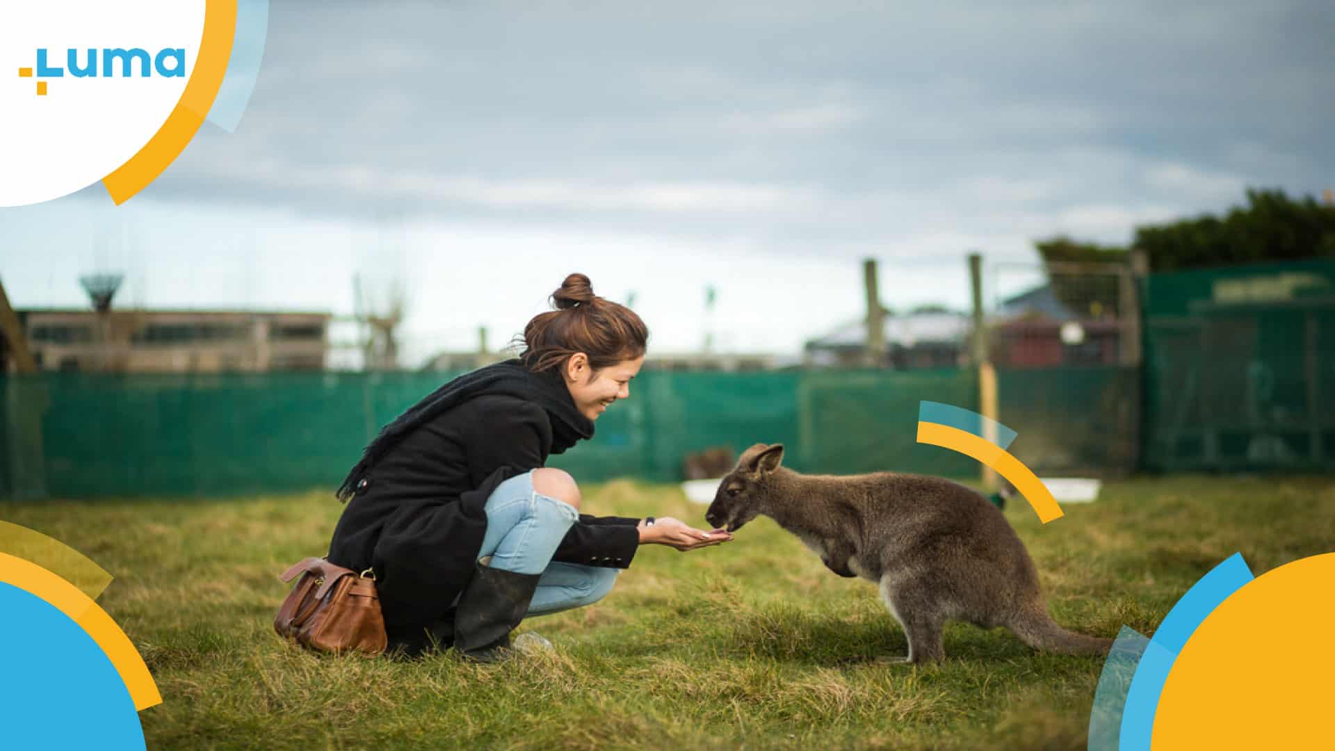 australia-kangeroo