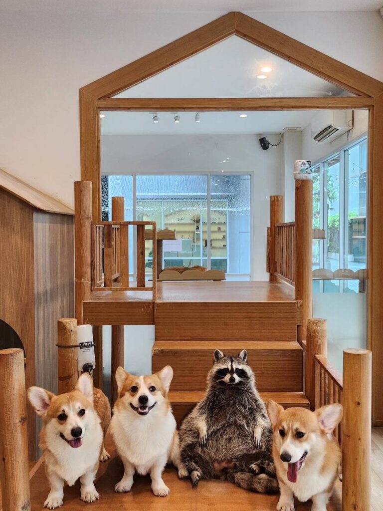 Little zoo cafe