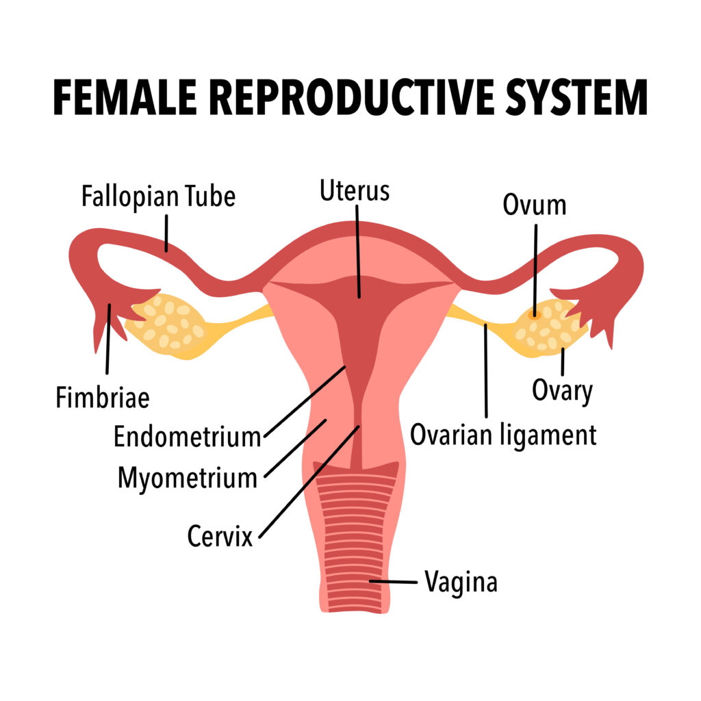 birth control pills, Birth Control Pills: What You Need to Know Before Taking Contraceptive Pill