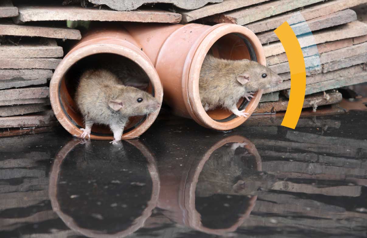 leptospirosis
